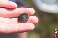 Small Sand Dollar