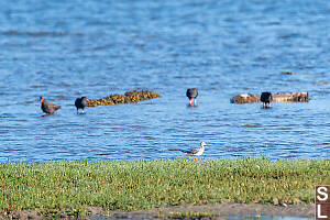 Yellowlegs Walking WIth Oystercatchers Behind