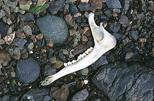 Deer Jawbone On Beach