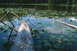 Log In Roe Lake