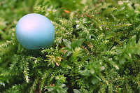 Robin Egg Shell On Moss
