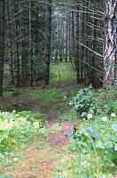 Trail Through Forest