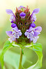 common selfheal