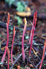 Spotted Coralroot, Summer Coralroot