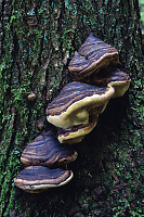 Stairs Of Fungus