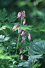 Pacific Bleeding Heart