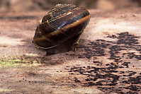 Tree Snail on Bare Log