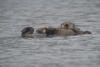 Baby Sea Otter Nursing