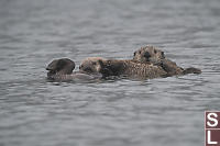 Baby Sea Otter Nursing