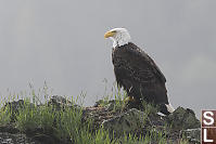 Bald Eagle On Rock