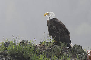 Bald Eagle On Rock