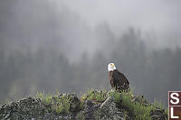 Bald Eagle With Trees Behind