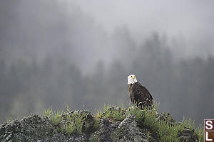 Bald Eagle With Trees Behind