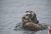 Mom Swimming With Baby