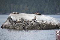 Sea Lions Climbing Up Rocks