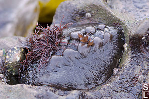 Black Katy Chiton