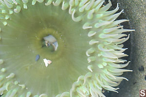 Giant Green Anemone