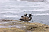 Harlequin Duck