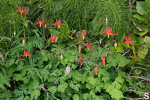 Red Columbine At Ocean Side