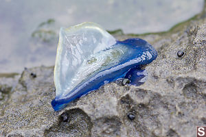 Sail Jellyfish