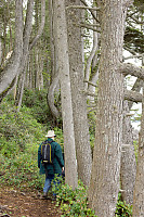 Walking In Coastal Forest