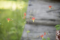 Columbine Next To Barn