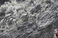 Lambs Crossing Rock Face