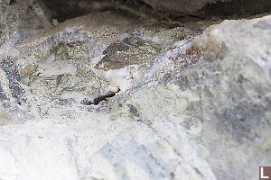 Amethyst Skin On Rock