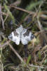 White-banded Toothed Carpet Moth, common carpet