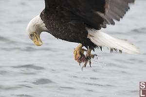 Eagle Grabbed Eggs