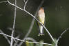 Cedar Waxwing With Spider Web