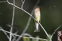 Cedar Waxwing With Spider Web