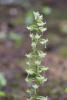 Round-leaved Bog Orchid