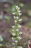 Round-leaved Bog Orchid