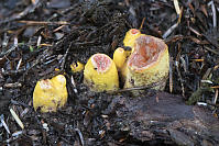 Small Fungus With Red Center