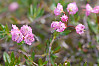 alpine laurel, alpine bog laurel