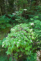 Bunchberry Growing On Log