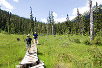 Walking Across Tipped Boardwalk