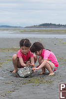 Looking For Hiding Crabs