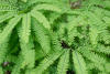 Maidenhair Fern Fronds