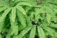 Maidenhair Fern Fronds