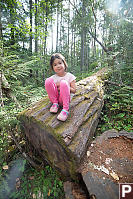 Nara On Fallen Douglas Fir