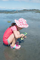 Sand Dollar With Magnifying Glass