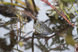 Bullfrog In Hamilton Marsh