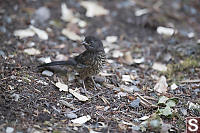 Juvenile Spotted Towhee