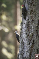Male And Female Pileated Woodpecker On Tree