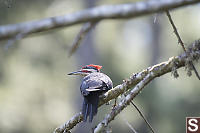Pileated Woodpecker On Branch
