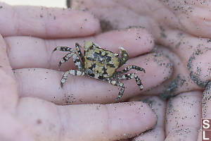 Yellow Shore Crab