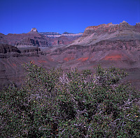 Tree In Foreground