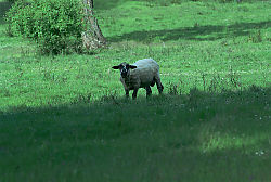 Blackhead Sheep